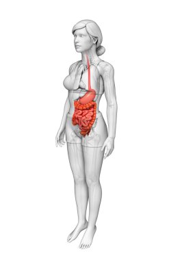 erkek anatomisi ince bağırsak