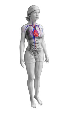  kadın kalp anatomisi