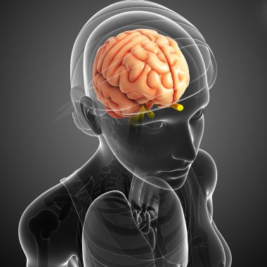 Human brain antomy clipart