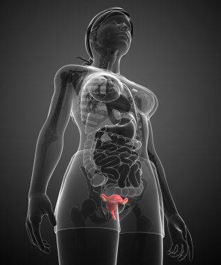 kadın uterus anatomisi