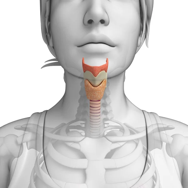 Anatomie der weiblichen Kehle — Stockfoto