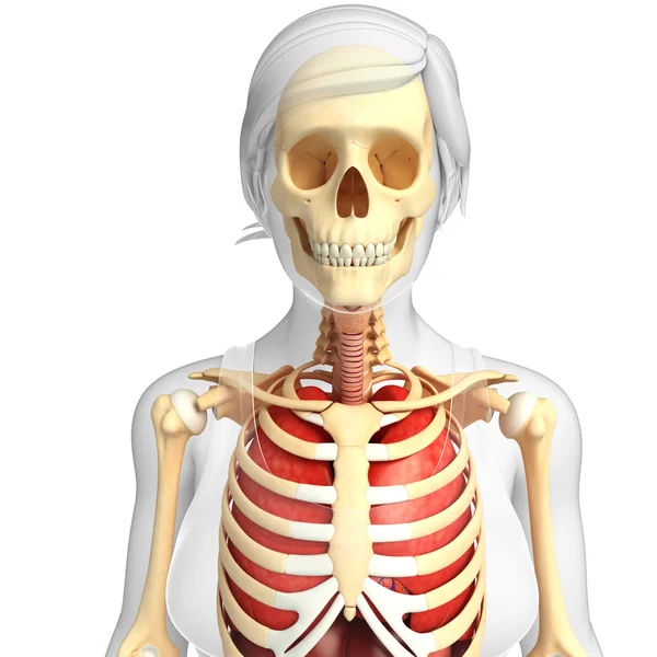Kvinnliga lungor och skelett konstverk — Stockfoto