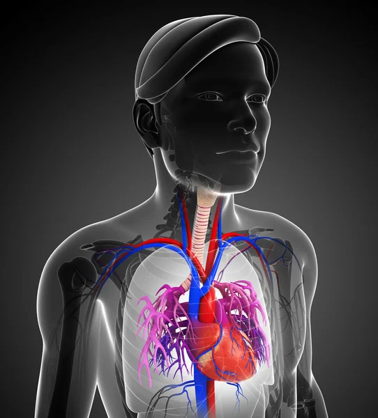 Erkek kalp anatomisi — Stok fotoğraf