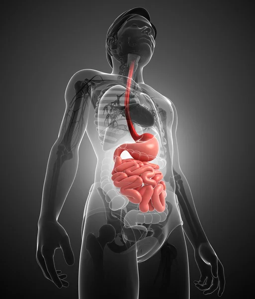 Anatomia dell'intestino tenue del maschio — Foto Stock