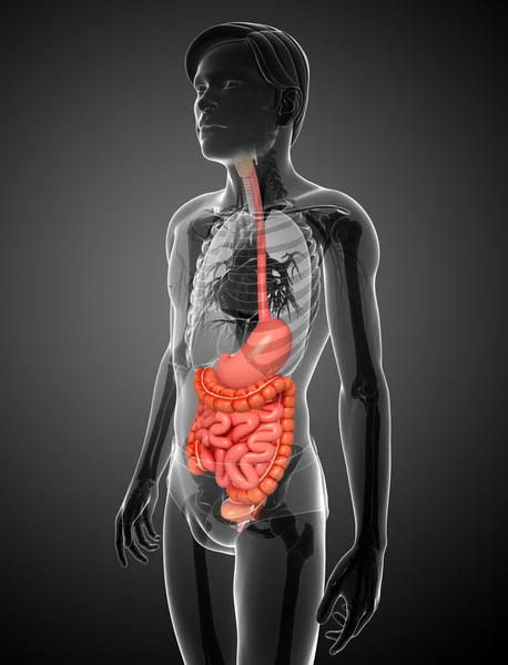 Anatomía del intestino delgado del varón — Foto de Stock