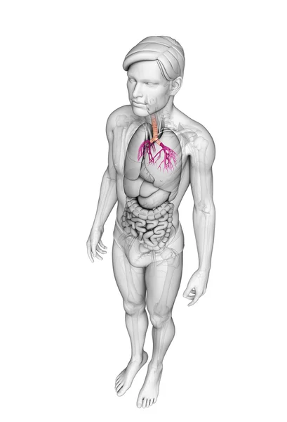 Erkek boğaz anatomisi — Stok fotoğraf