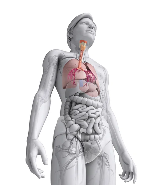 Anatomía de garganta masculina — Foto de Stock