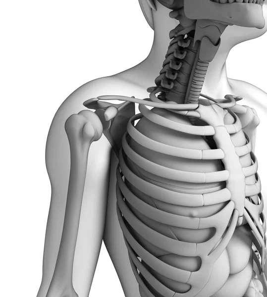 Human shoulder artwork — Stock Photo, Image