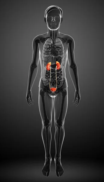 Mannelijke urine-systeem — Stockfoto