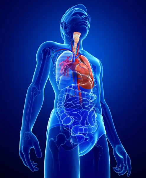 Anatomía pulmonar humana — Foto de Stock