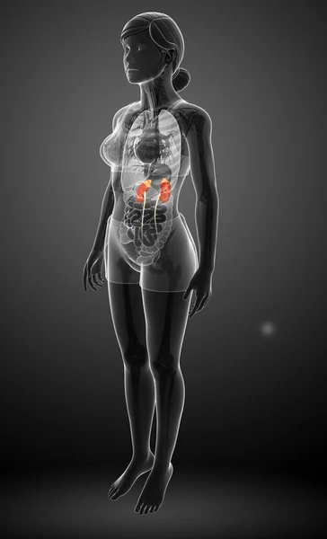 Female urinary system — Stock Photo, Image