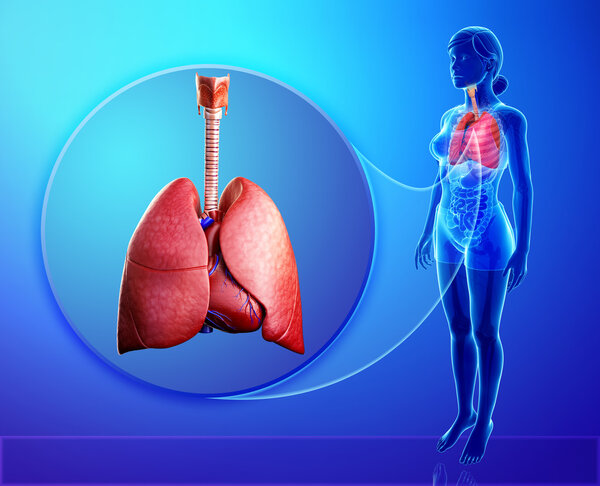 Анатомия легких человека
