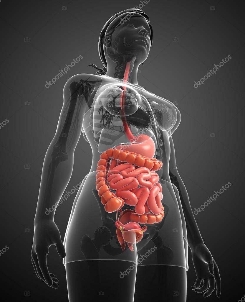 Толстый человек анатомия. Анатомия кишечника женщины. Анатомия человека кишечник у женщин. Расположение кишечника в организме.