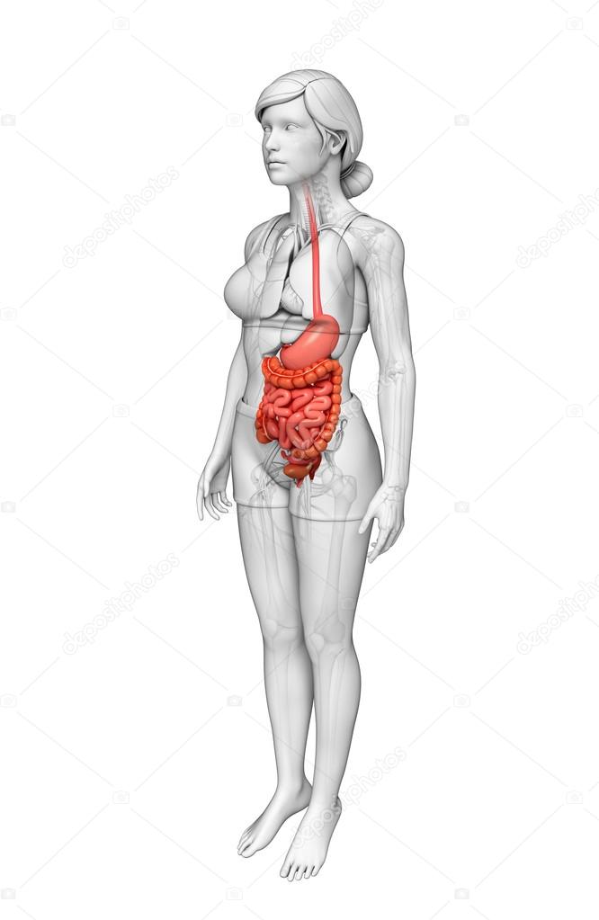 Small intestine anatomy of female