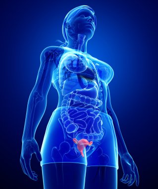 kadın uterus anatomisi