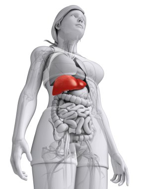  kadın karaciğer anatomisi