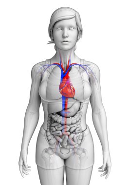  kadın kalp anatomisi
