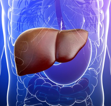 kadın akciğerler anatomi