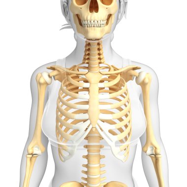 insan Önden Görünüm iskelet