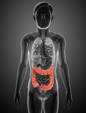 kalın bağırsak erkek anatomisi