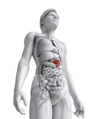 erkek dalak anatomisi