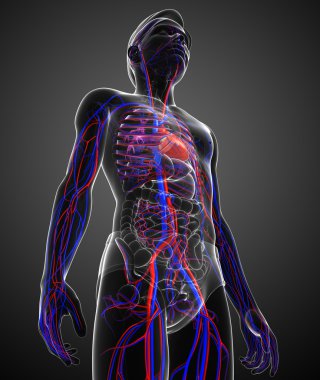 erkek dolaşım sistemi