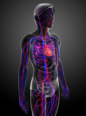 erkek dolaşım sistemi