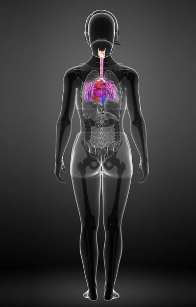 Vrouwelijke hart anatomie — Stockfoto