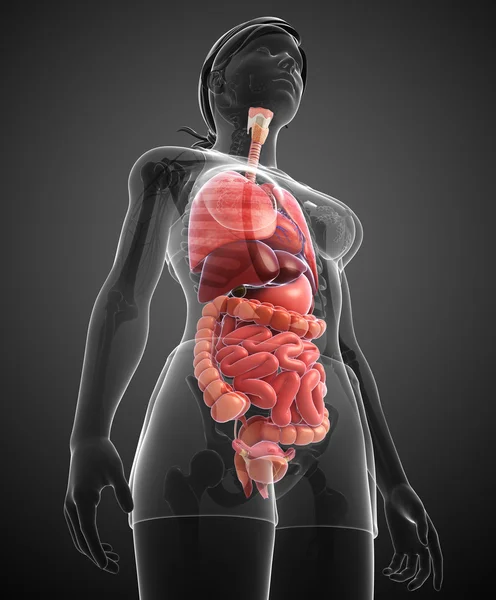 Sistema digestivo del cuerpo humano — Foto de Stock