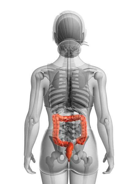 Anatomía del intestino grueso femenino —  Fotos de Stock