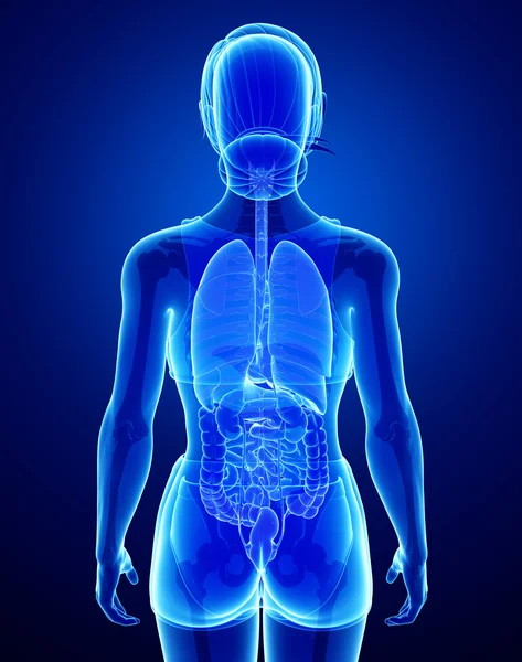 Sistema digestivo a raggi X con anatomia femminile — Foto Stock