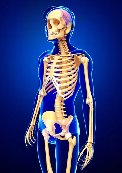 Human skeleton side view — Stock Photo, Image