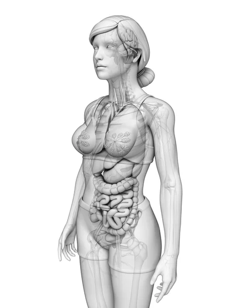 Sistema digestivo de la anatomía femenina — Foto de Stock