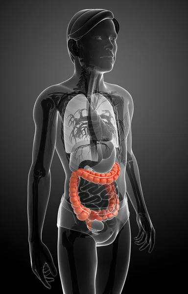 Anatomía del intestino grueso masculino — Foto de Stock