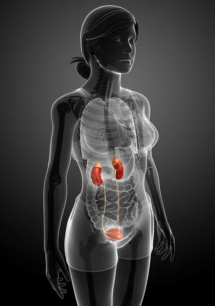 Female urinary system — Stock Photo, Image