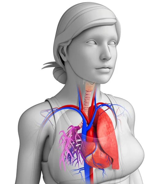 Pulmones masculinos anatomía —  Fotos de Stock