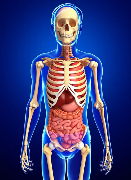 Männliches Skelett und Verdauungssystem — Stockfoto