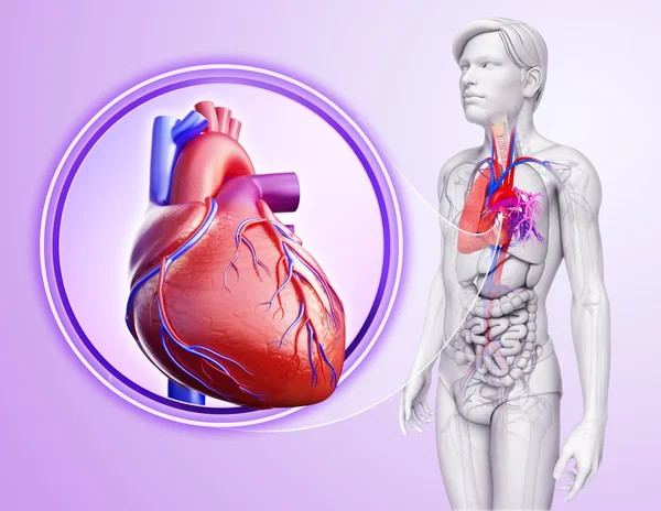 Anatomia człowieka płuc — Zdjęcie stockowe