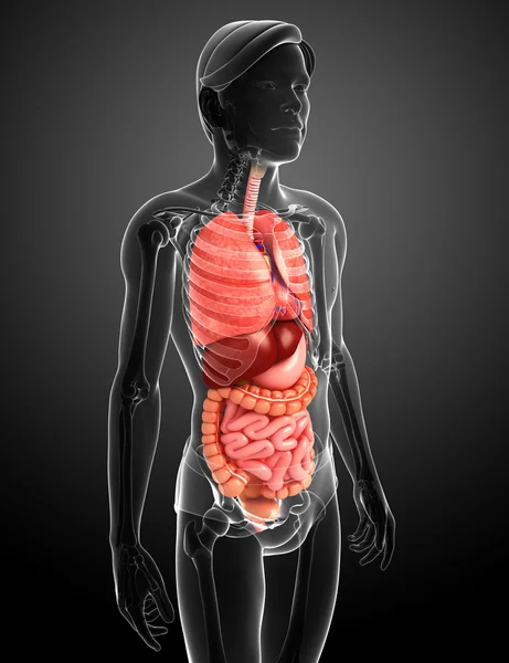 Verdauungssystem des männlichen Körpers — Stockfoto