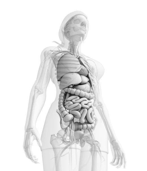 Trávicí systém ženské anatomie — Stock fotografie