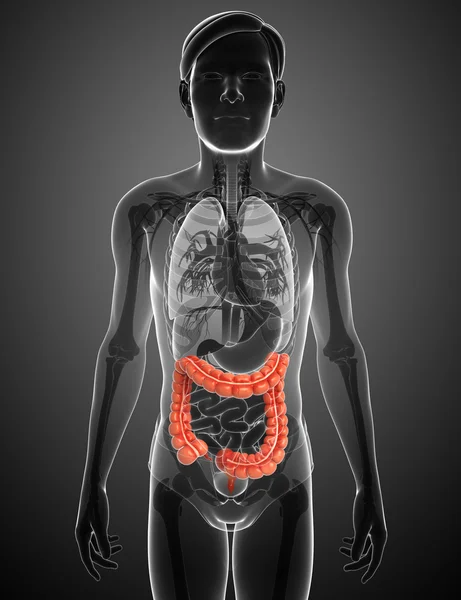 Kalın bağırsak erkek anatomisi — Stok fotoğraf