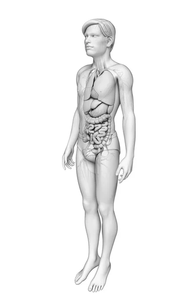 Verdauungssystem der männlichen Anatomie — Stockfoto