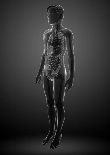 Xray digestive system of male body artwork — Stock Photo, Image