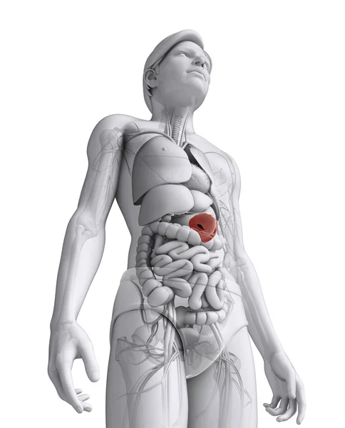 Anatomie mužského sleziny — Stock fotografie