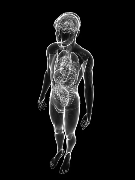 Mężczyzna x-ray pokarmowego i układu nerwowego grafika — Zdjęcie stockowe