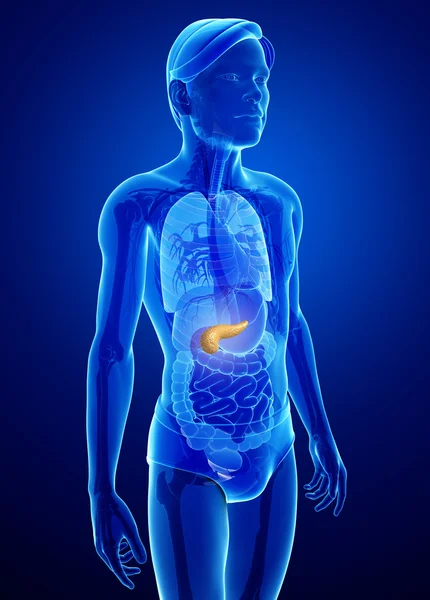 男性の膵臓の解剖学 — ストック写真