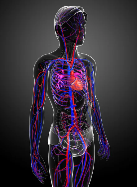 Erkek dolaşım sistemi — Stok fotoğraf
