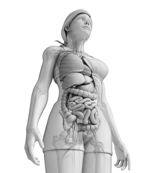 Sistema digestivo da anatomia feminina — Fotografia de Stock