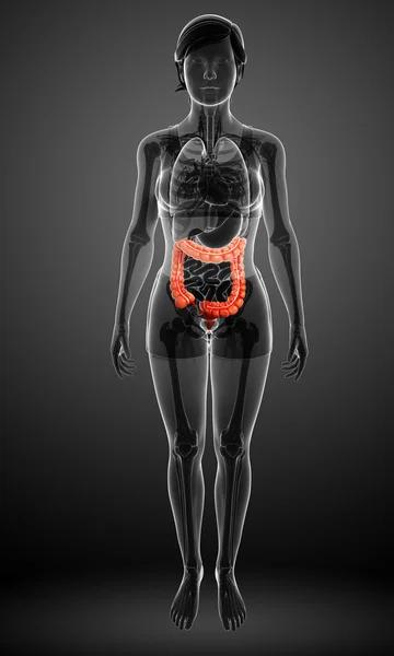 Anatomía del intestino grueso femenino — Foto de Stock