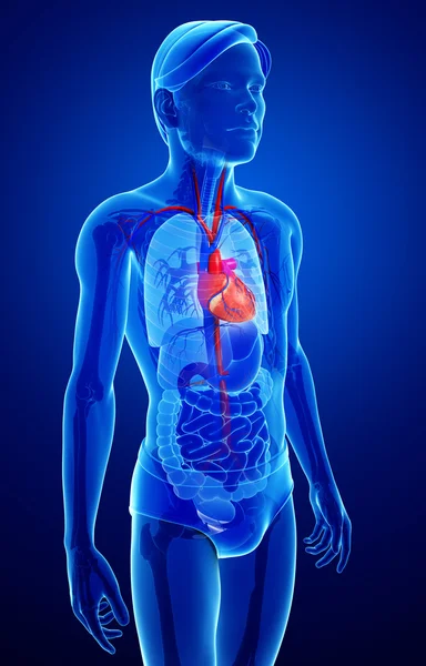 Mannelijke hart anatomie — Stockfoto